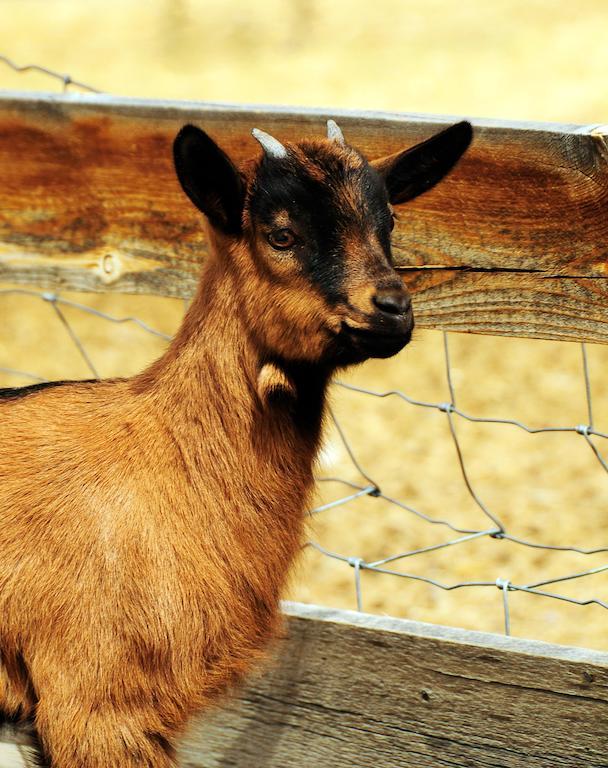 Mountain Goat Lodgeサライダ エクステリア 写真